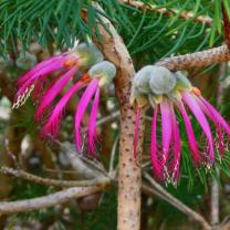 Royal Botanic Gardens Cranbourne 