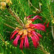 Royal Botanic Gardens Cranbourne 