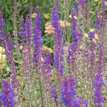 Antique Perennials, Kinglake