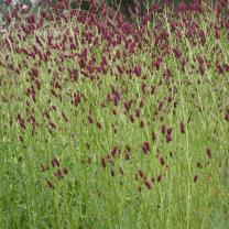 Antique Perennials, Kinglake