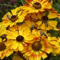 Antique Perennials, Kinglake