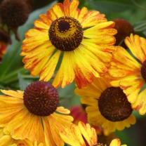 Antique Perennials, Kinglake