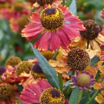 Antique Perennials, Kinglake