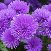 Antique Perennials, Kinglake