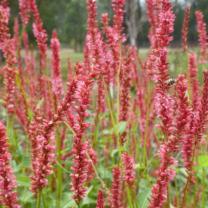 Antique Perennials, Kinglake