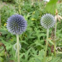 Antique Perennials, Kinglake