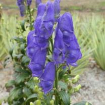 Antique Perennials, Kinglake