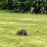Royal Botanic Gardens, Cranbourne