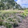 Royal Botanic Gardens, Cranbourne