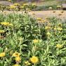 Royal Botanic Gardens, Cranbourne