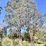 Dandenong Ranges Botanic Garden