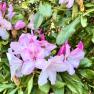 Dandenong Ranges Botanic Garden