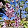 Wishing Well Nursery, Silvan South