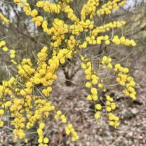 Royal Botanic Gardens, Cranbourne