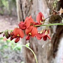 Royal Botanic Gardens, Cranbourne