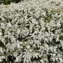 Royal Botanic Gardens, Cranbourne