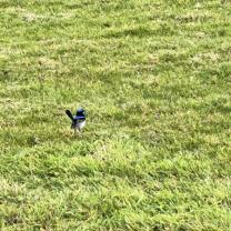 Royal Botanic Gardens, Cranbourne