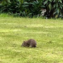 Royal Botanic Gardens, Cranbourne