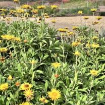Royal Botanic Gardens, Cranbourne