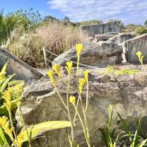 Royal Botanic Gardens, Cranbourne