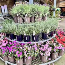 Diaco's Nursery, Heatherton