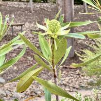 Royal Botanic Gardens, Cranbourne