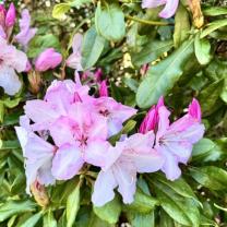 Dandenong Ranges Botanic Garden
