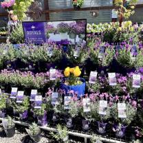Wishing Well Nursery, Silvan South