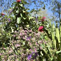 Dandenong Ranges Botanic Garden
